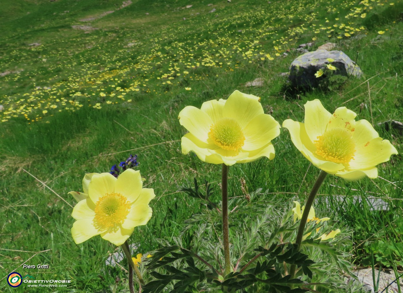 33 Distese di Pulsatilla alpina sulphurea (Anemone sulfureo).JPG